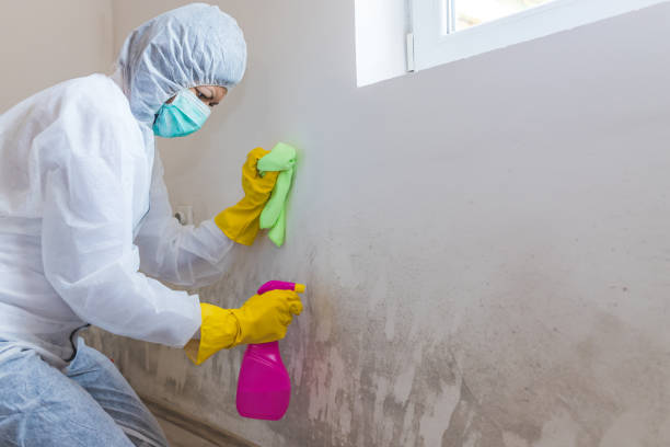 Best Real Estate Mold Inspection in Whitesboro, NY